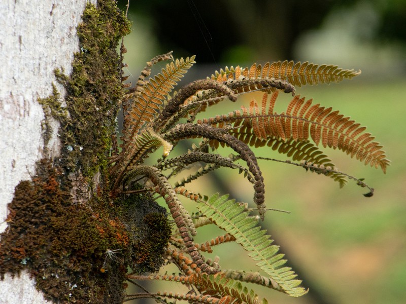 Pleopeltis hirsutissima