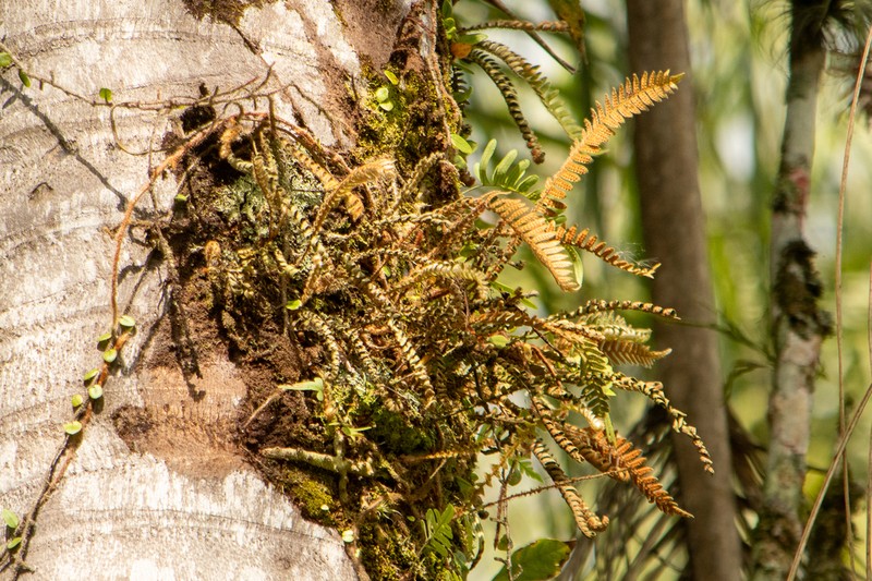 Pleopeltis hirsutissima photo 4