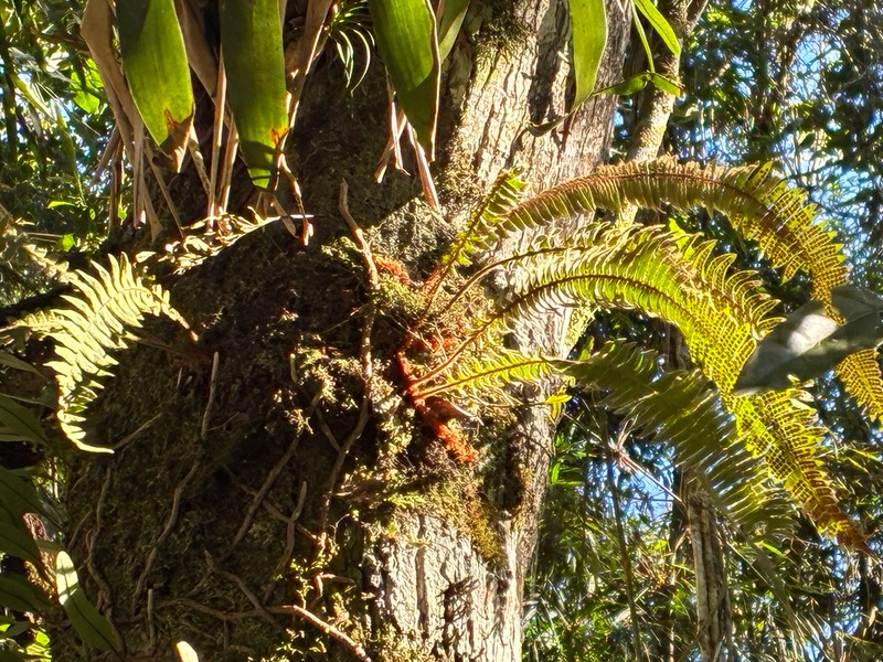 Pleopeltis hirsutissima photo 7