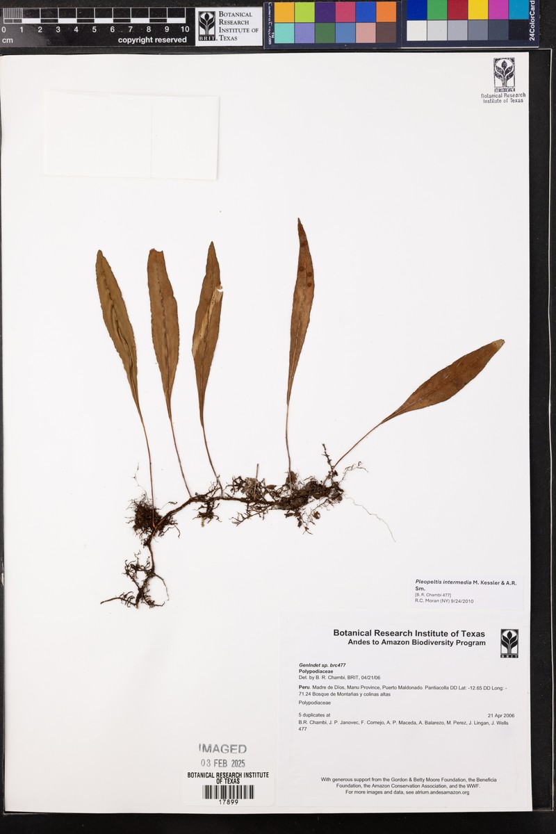 Pleopeltis intermedia photo 2