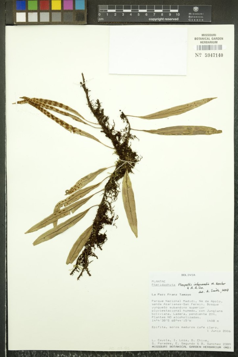 Pleopeltis intermedia photo 3