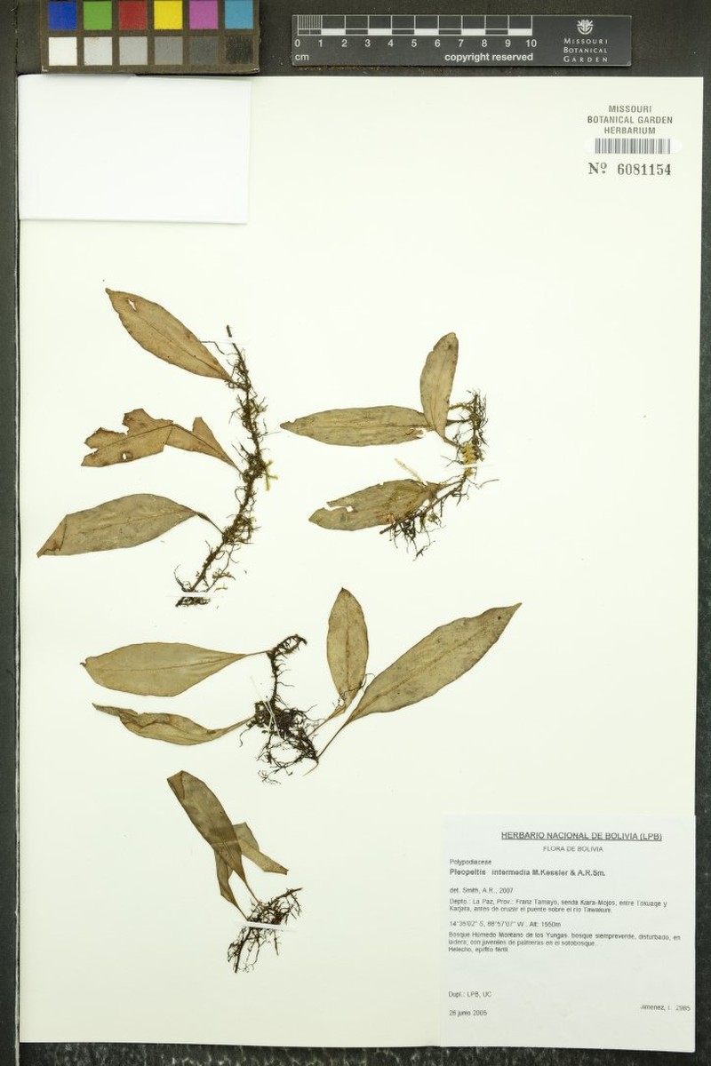 Pleopeltis intermedia photo 4