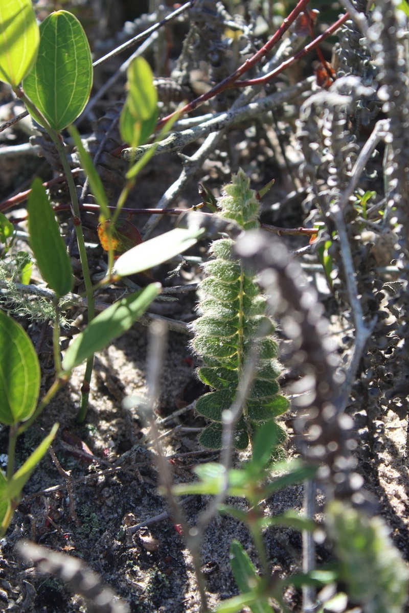Pleopeltis lepidopteris photo 8