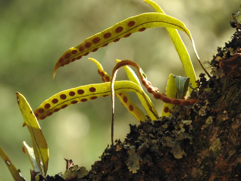 Pleopeltis macrocarpa