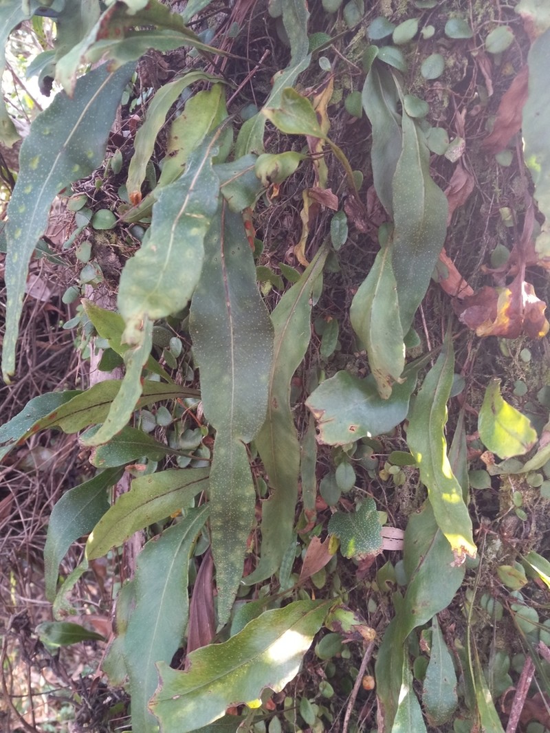 Pleopeltis macrocarpa photo 2