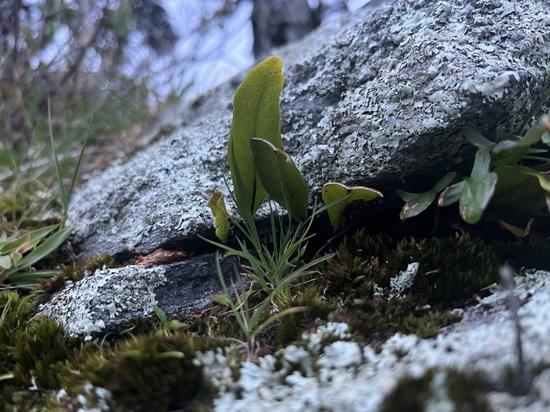 Pleopeltis macrocarpa photo 3
