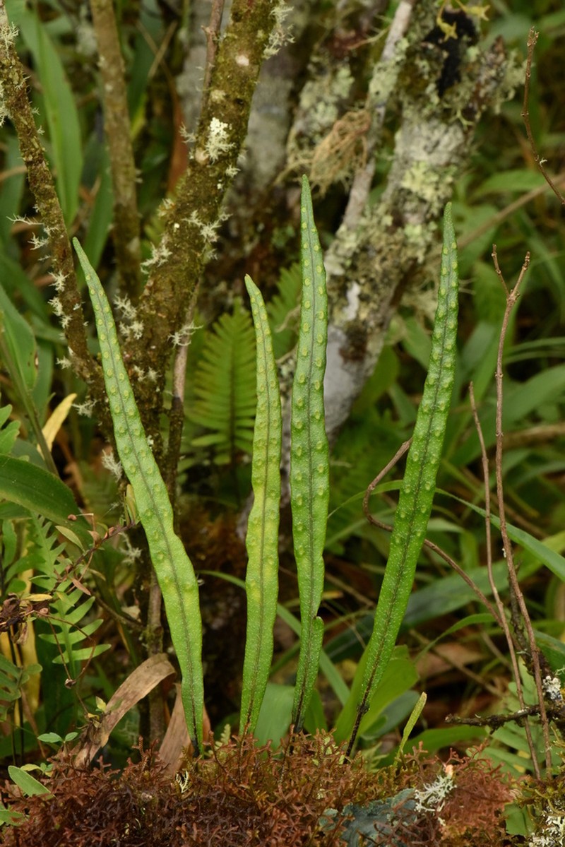 Pleopeltis macrocarpa photo 4