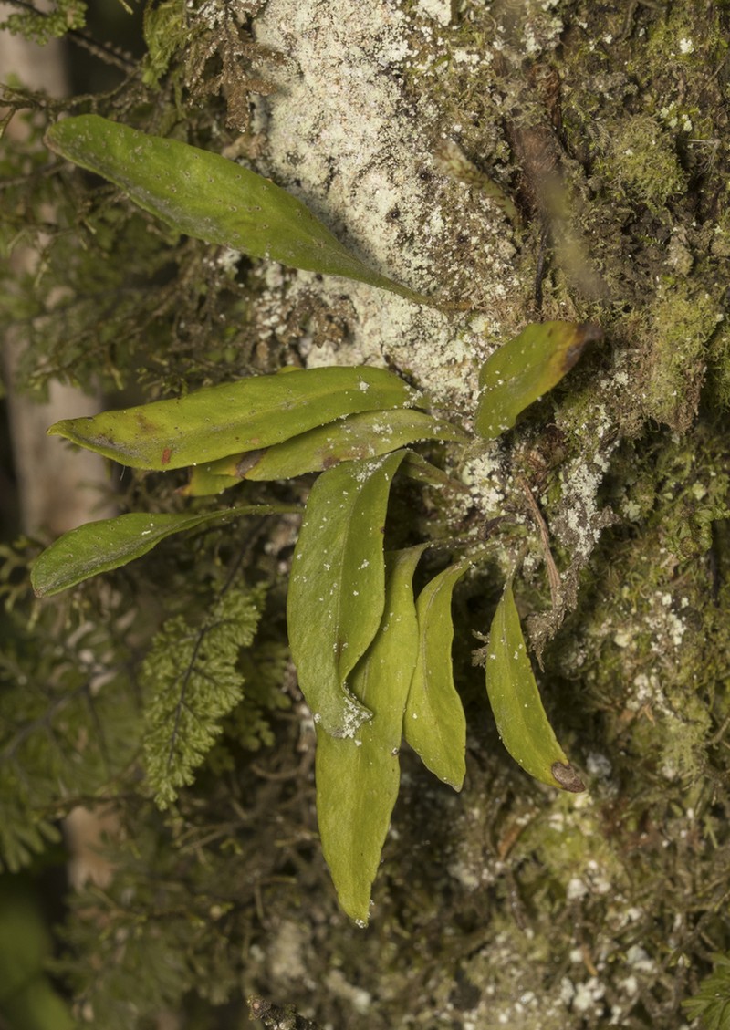 Pleopeltis macrocarpa photo 5