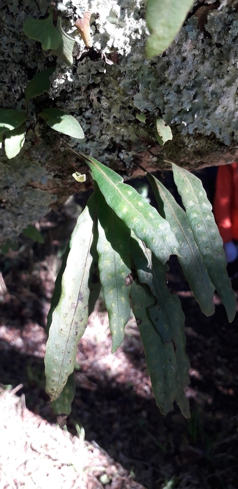 Pleopeltis macrocarpa photo 6