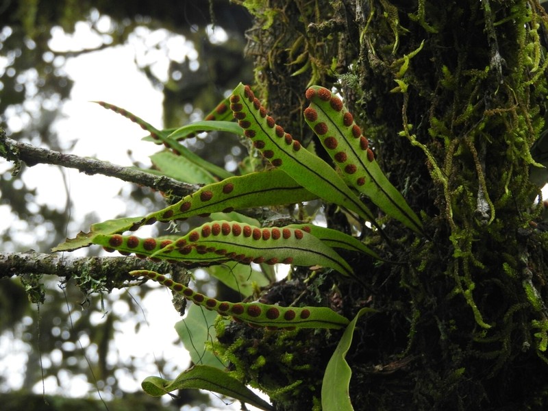 Pleopeltis macrocarpa photo 7