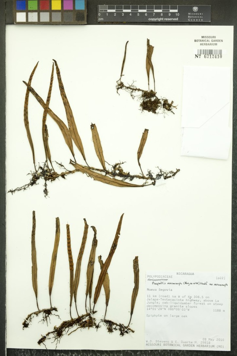 Lanceleaf Polypody