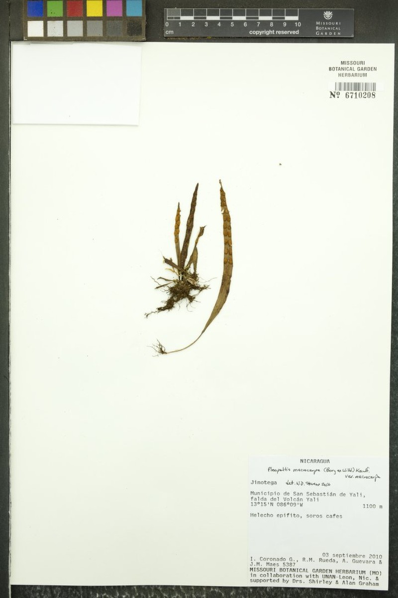 Lanceleaf Polypody photo 2