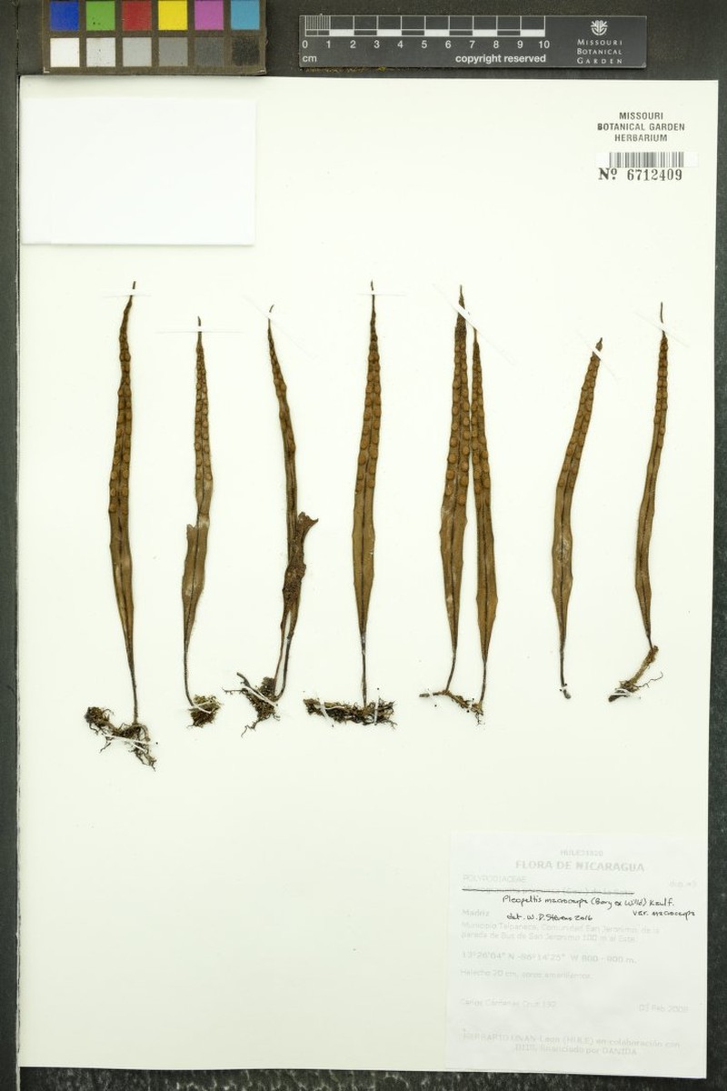 Lanceleaf Polypody photo 3