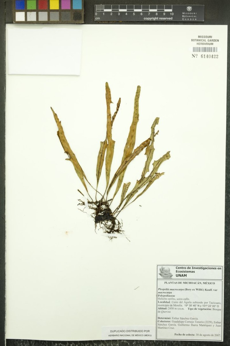 Lanceleaf Polypody photo 4