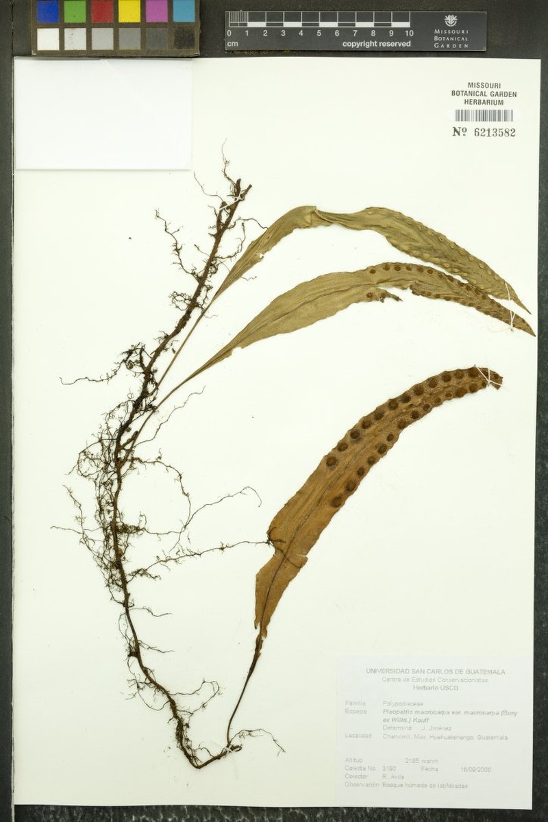 Lanceleaf Polypody photo 5
