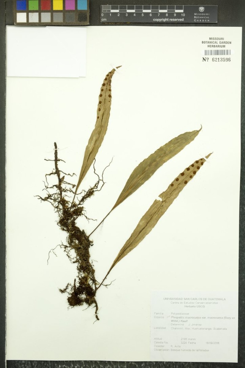 Lanceleaf Polypody photo 6