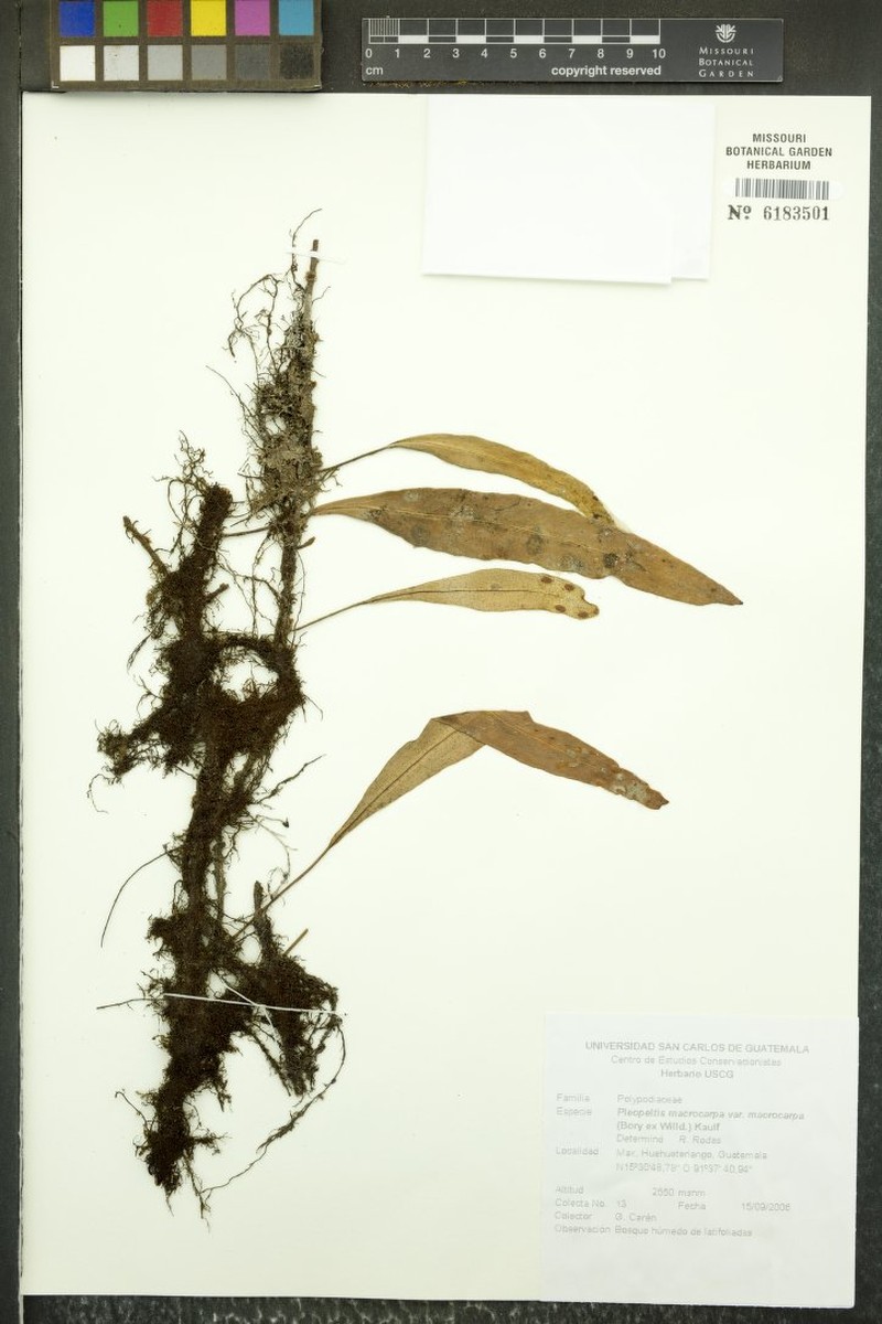 Lanceleaf Polypody photo 7