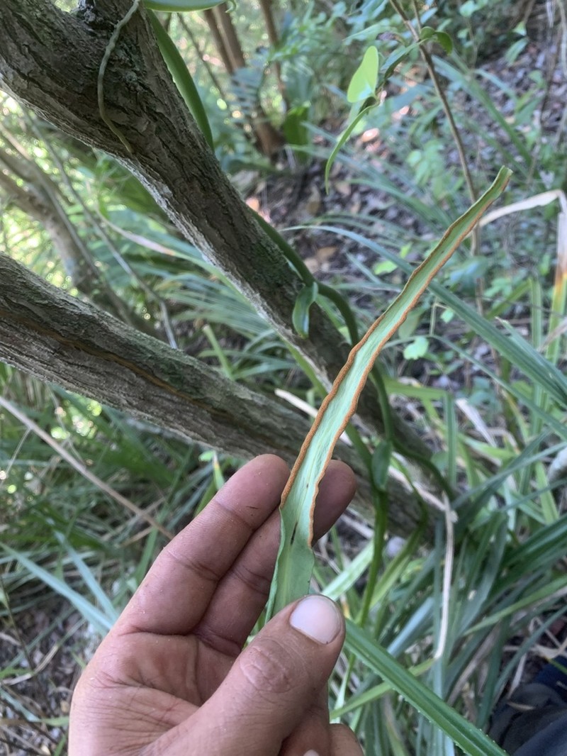 Ribbon Fern