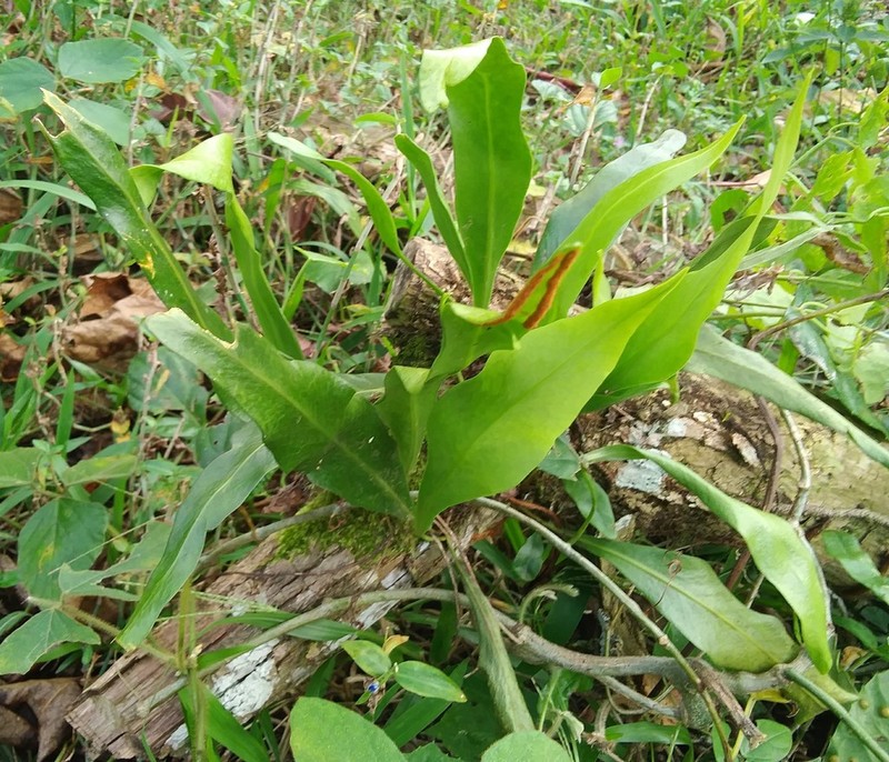 Ribbon Fern photo 2