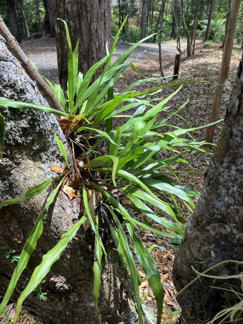 Ribbon Fern photo 3