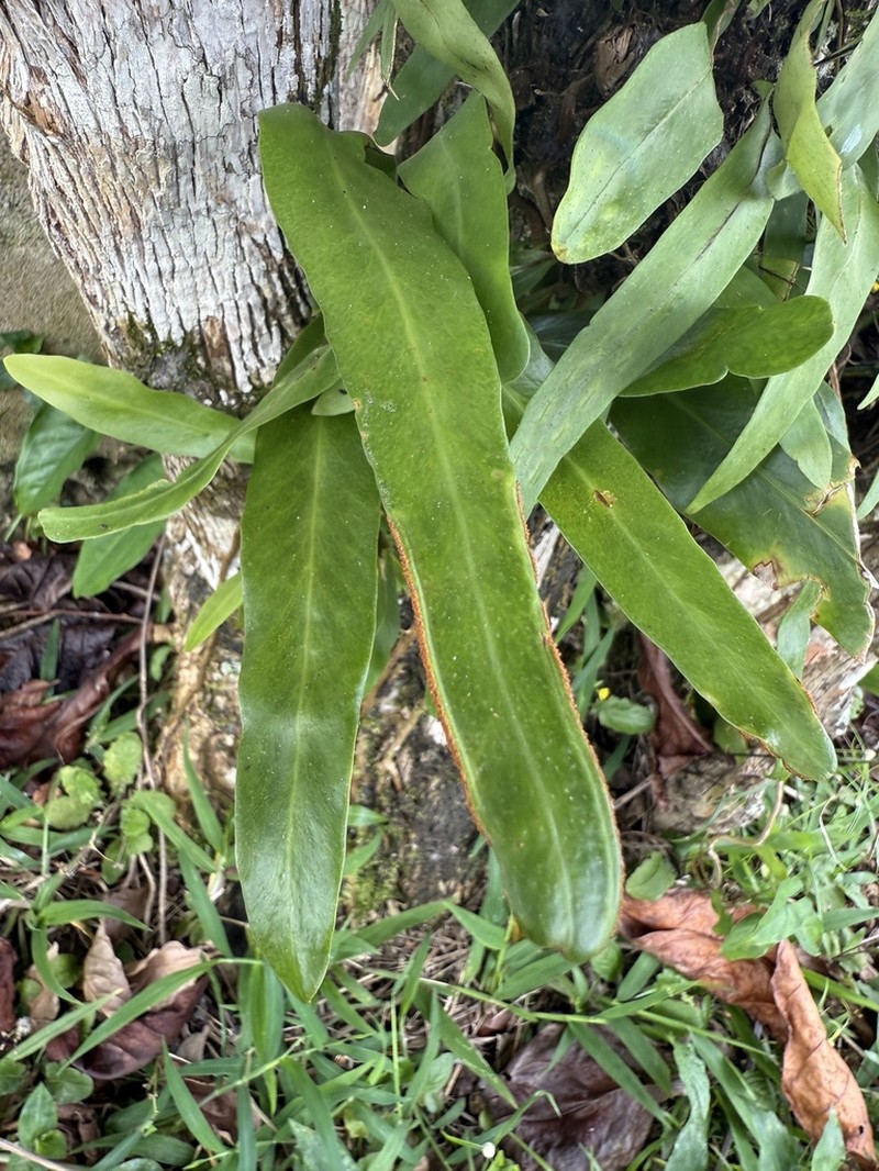 Ribbon Fern photo 4