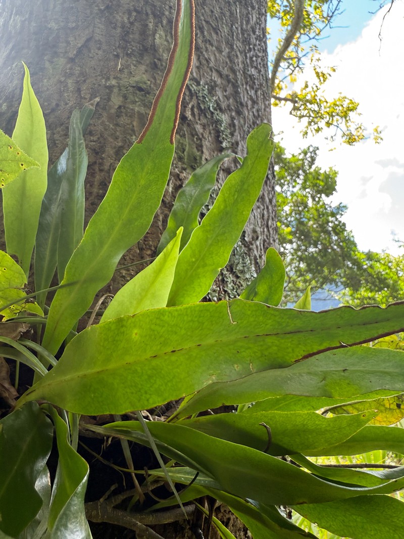 Ribbon Fern photo 5