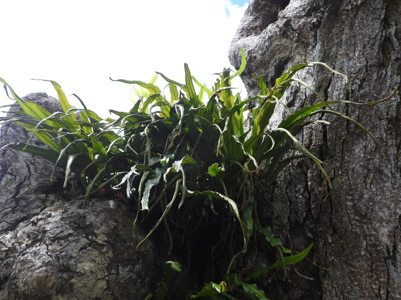 Ribbon Fern photo 6
