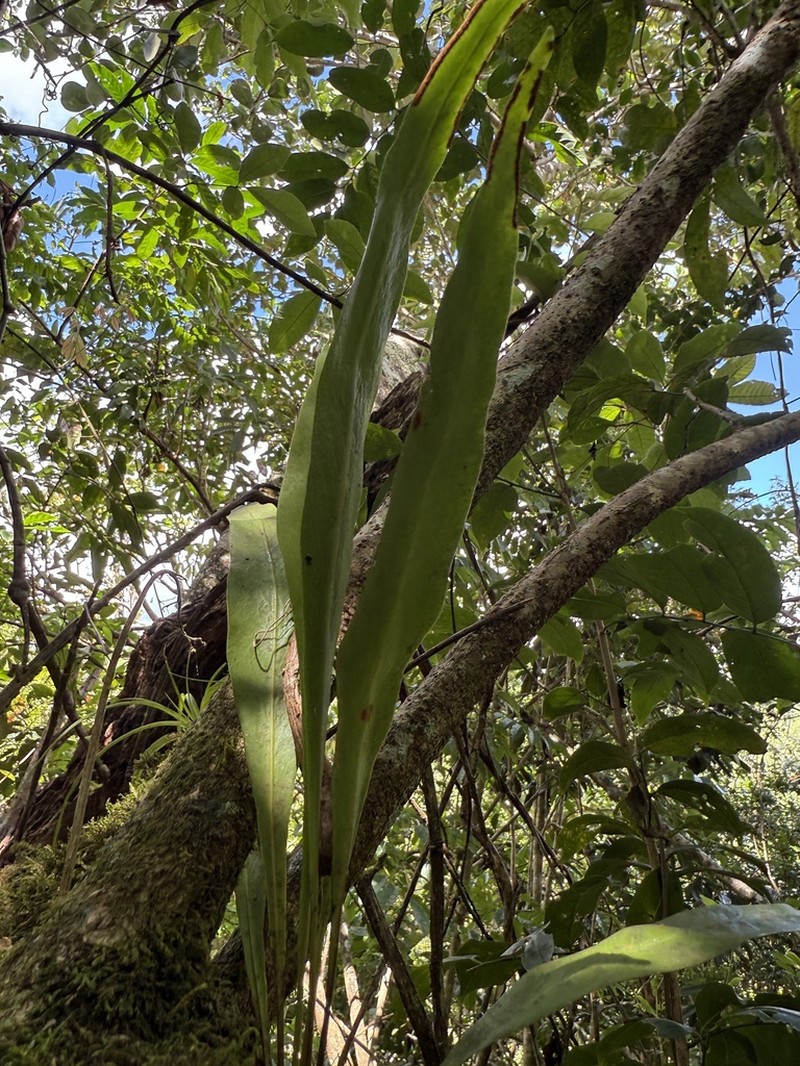 Ribbon Fern photo 7