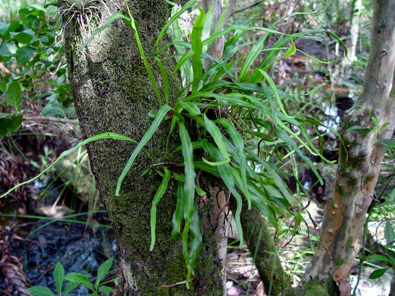 Ribbon Fern photo 8
