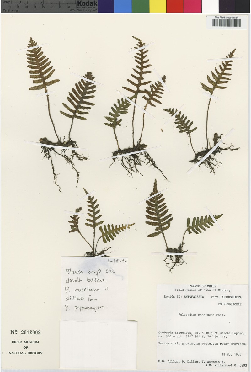 Pleopeltis masafuerae
