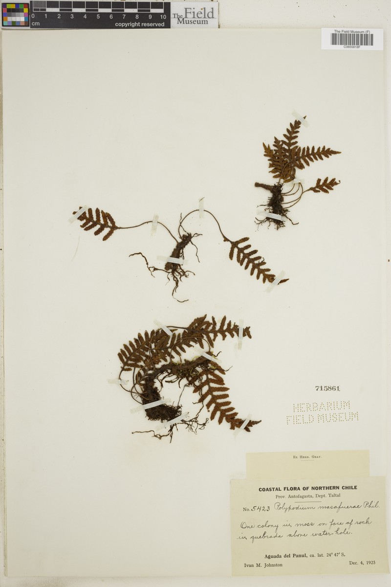 Pleopeltis masafuerae photo 3
