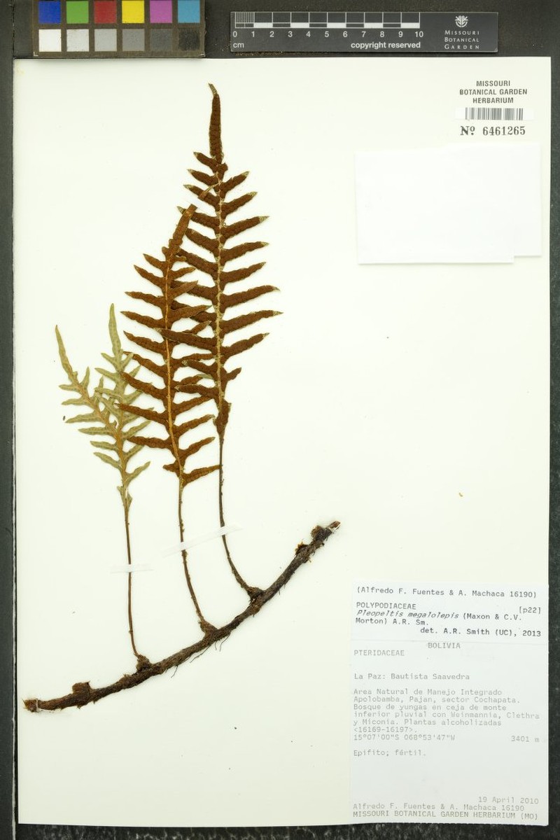 Pleopeltis megalolepis