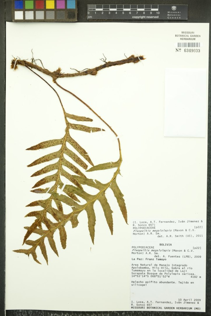 Pleopeltis megalolepis photo 3