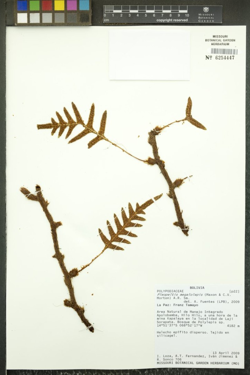 Pleopeltis megalolepis photo 4