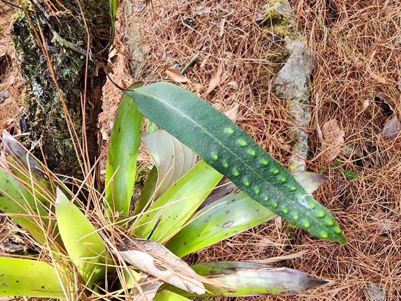 Pleopeltis mexicana