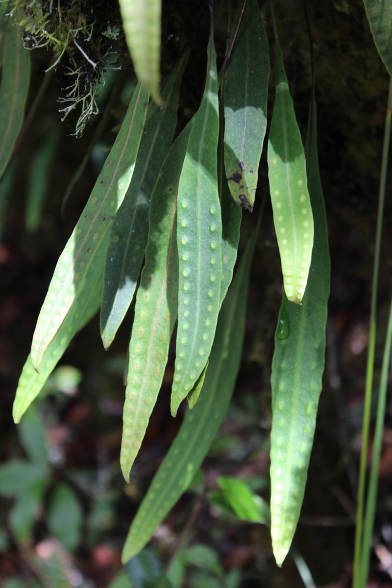 Pleopeltis mexicana photo 3