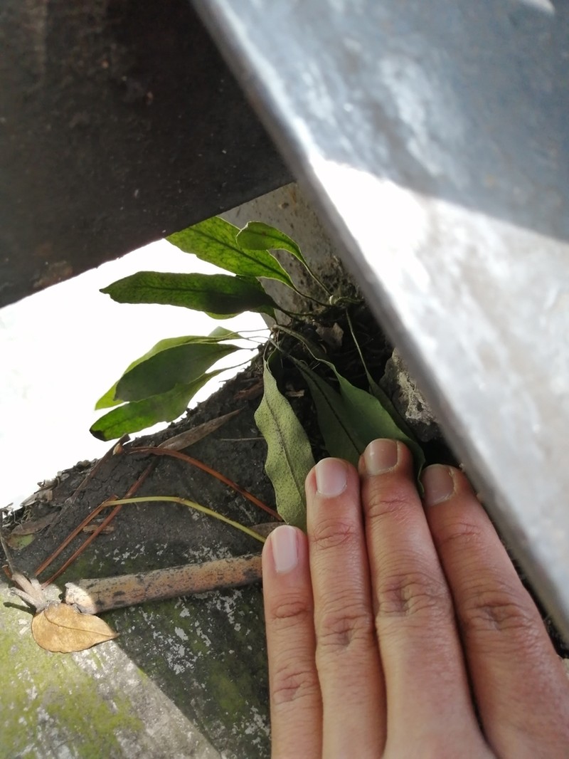 Pleopeltis mexicana photo 5