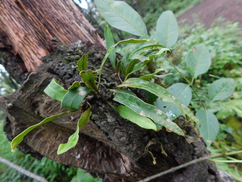 Pleopeltis mexicana photo 6