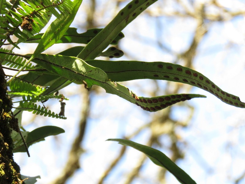 Pleopeltis mexicana photo 7