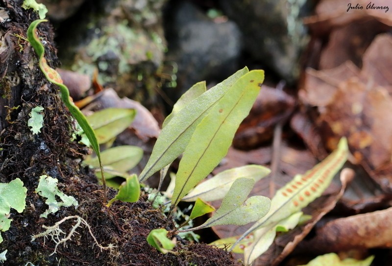 Pleopeltis mexicana photo 8