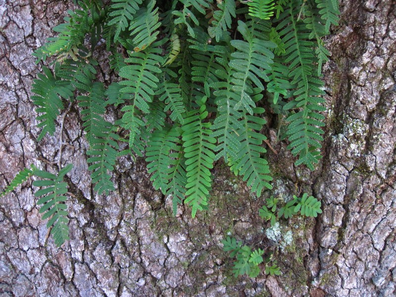Pleopeltis michauxiana