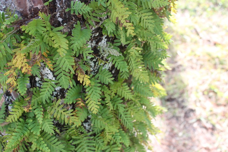 Pleopeltis michauxiana photo 4