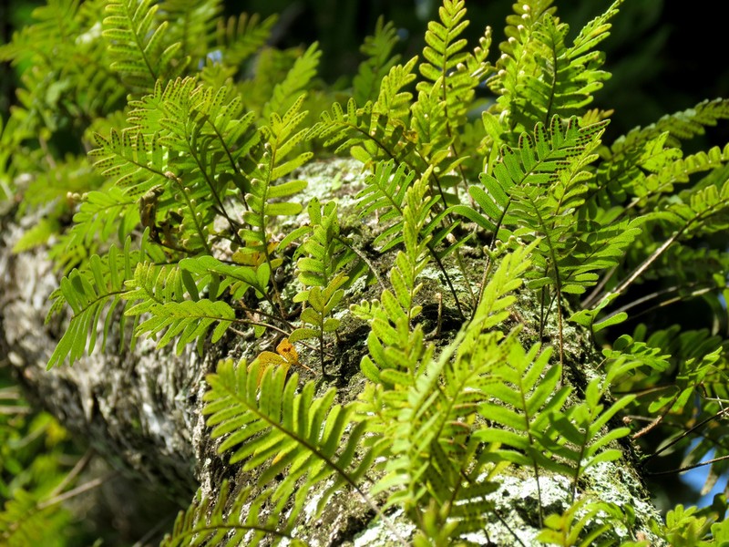 Pleopeltis michauxiana photo 5