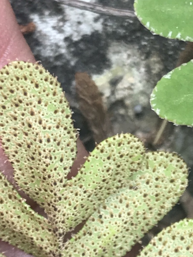 Pleopeltis michauxiana photo 7
