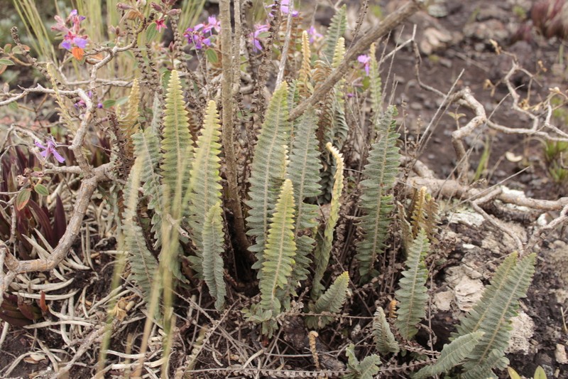 Pleopeltis minarum