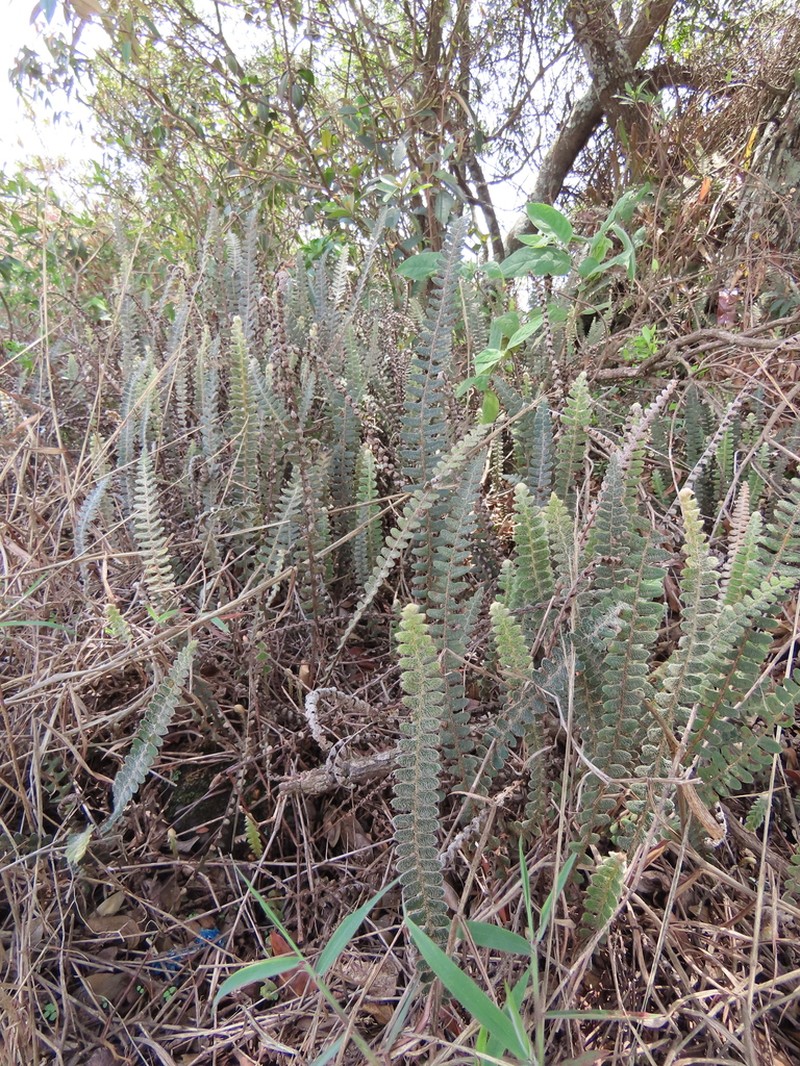 Pleopeltis minarum photo 2