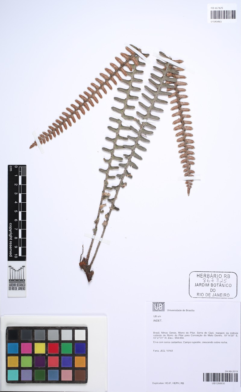 Pleopeltis minarum photo 4