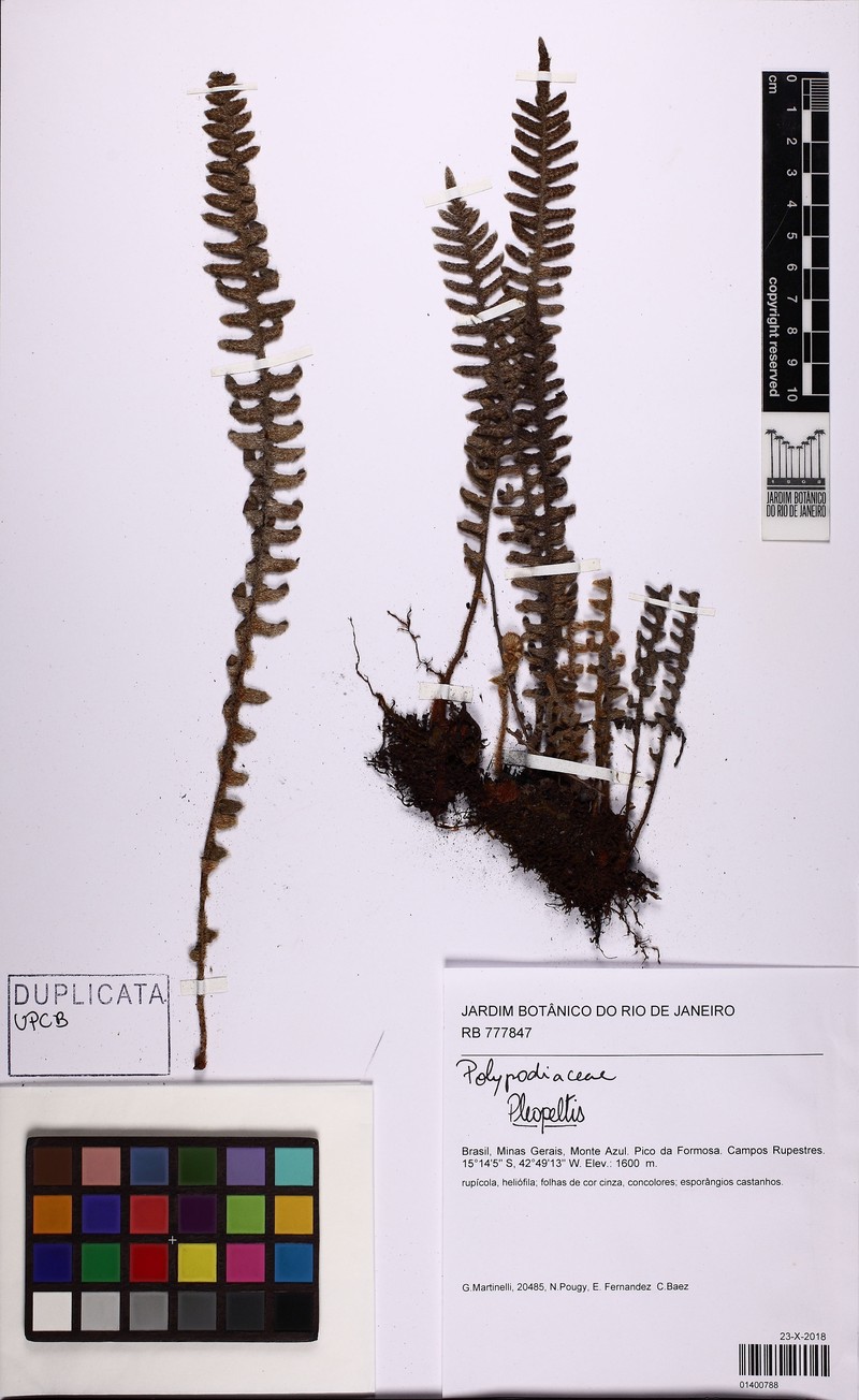 Pleopeltis minarum photo 5