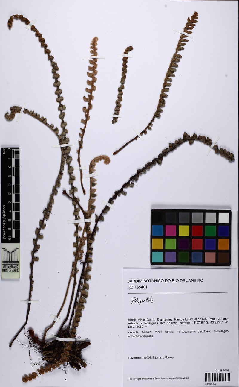 Pleopeltis minarum photo 6