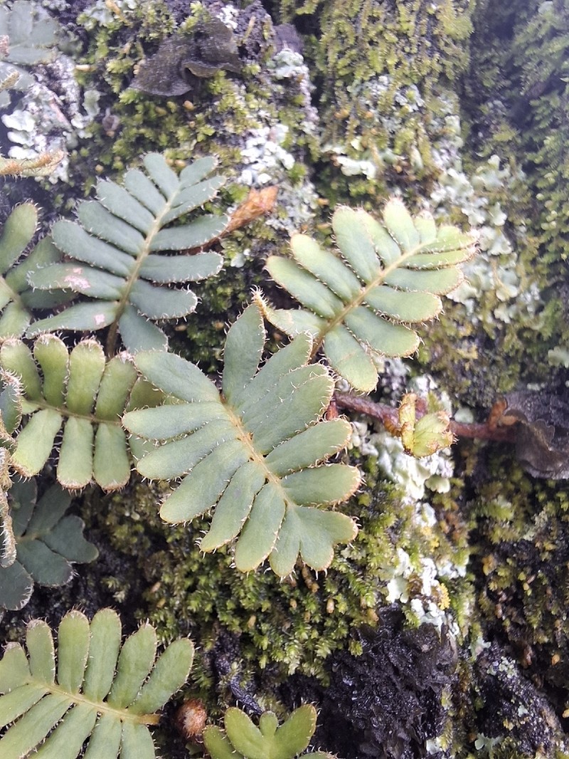 Pleopeltis minima photo 3
